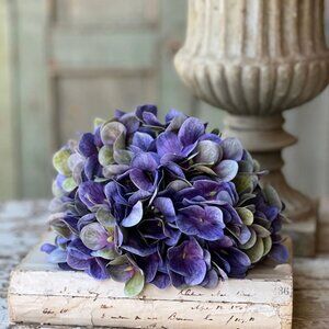 Purple Hydrangea Stem